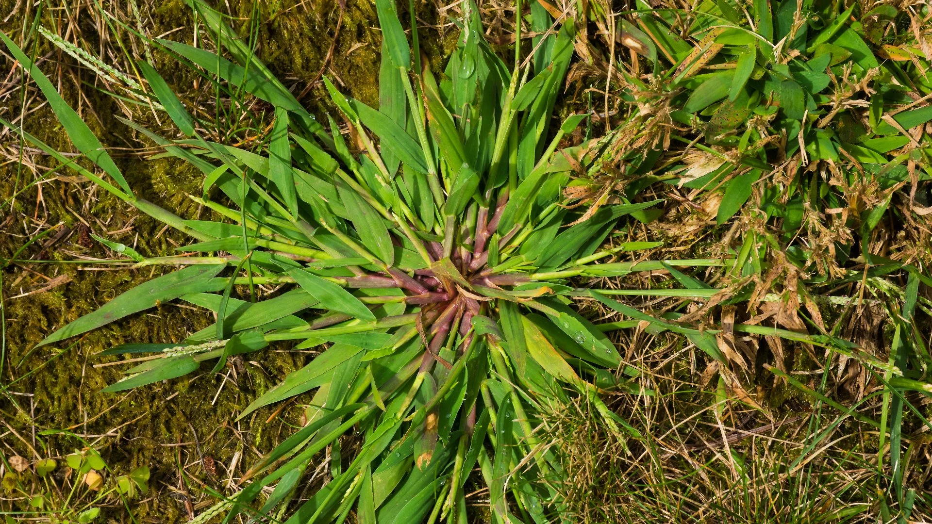 Crabgrass - How to Deal With This Invasive Weed!