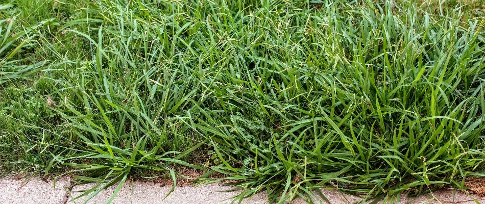 Crabgrass growing near sidewalk in Des Moines, IA.