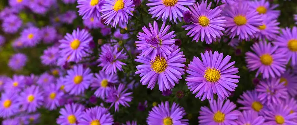 Purple aster flowers blooming in Des Moines, IA.