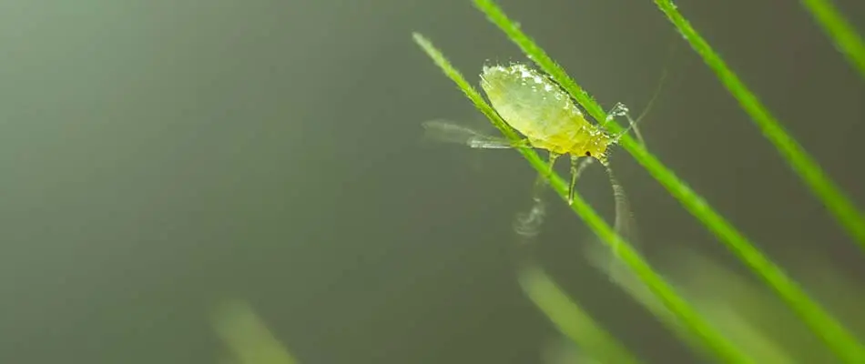 An aphid rests on grass on a Des Moines, IA property.