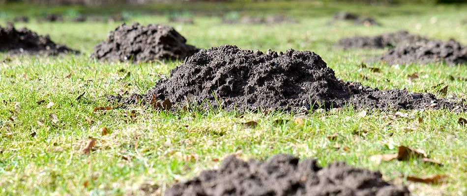 Piles of dirt on a lawn caused by moles in  West Des Moines, IA.