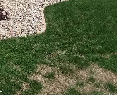 This residential lawn in Des Moines is in need of disease and fungus control services.