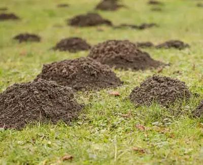 Moles and voles are a common problem for residential and commercial property owners in Ankeny.