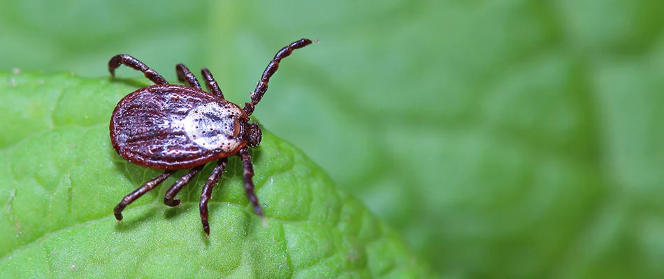 A tick on a leaf in  West Des Moines, IA.