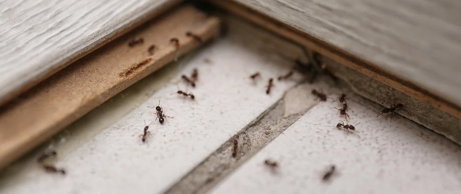 Ants found inside home located in Cambridge, IA.