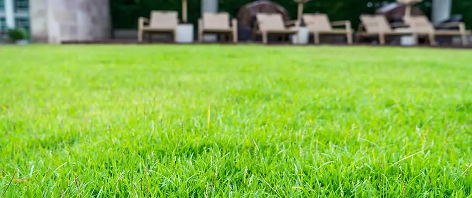 Healthy home lawn with our organic treatment program in Des Moines, IA.