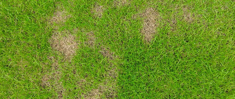 Necrotic ring spot lawn disease in property in Windsor Heights, IA.
