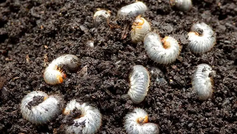Grubs emerging from the soil in Des Moines, IA.