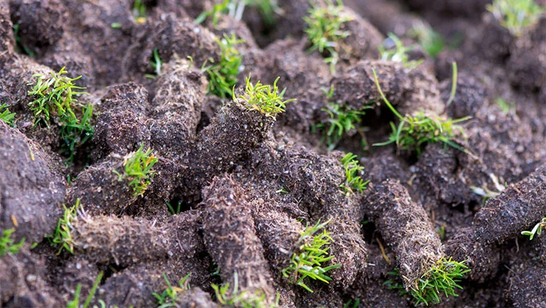 Aeration plugs after a core aeration service in Des Moines, IA.