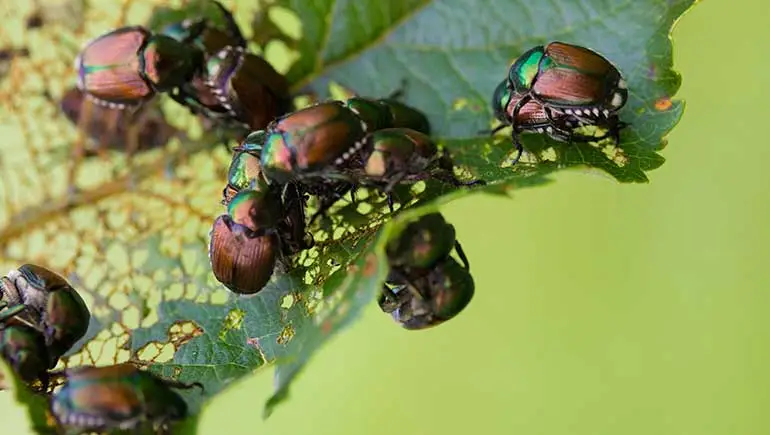 Japanese beetles eating the leaves on a tree in West Des Moines, IA.