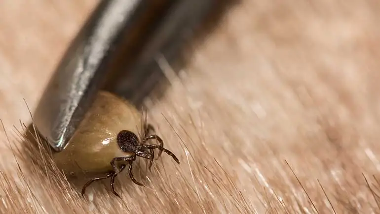 A close up photo of a tick being removed with tweezers in Des Moines, IA.