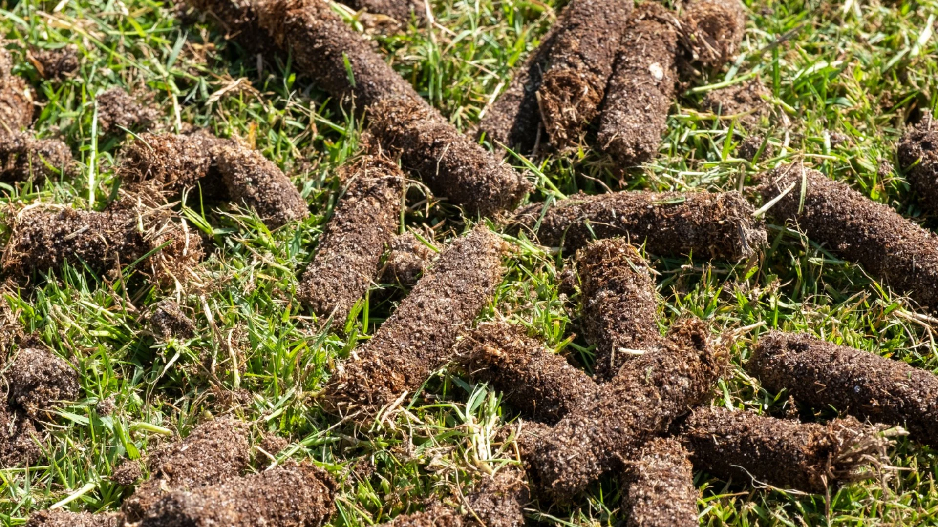 How Often Should You Be Aerating Your Lawn?