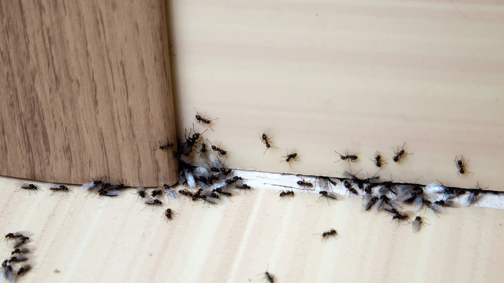 Are You Seeing Ants Inside Your Home? Don’t Panic - Here’s What to Do!