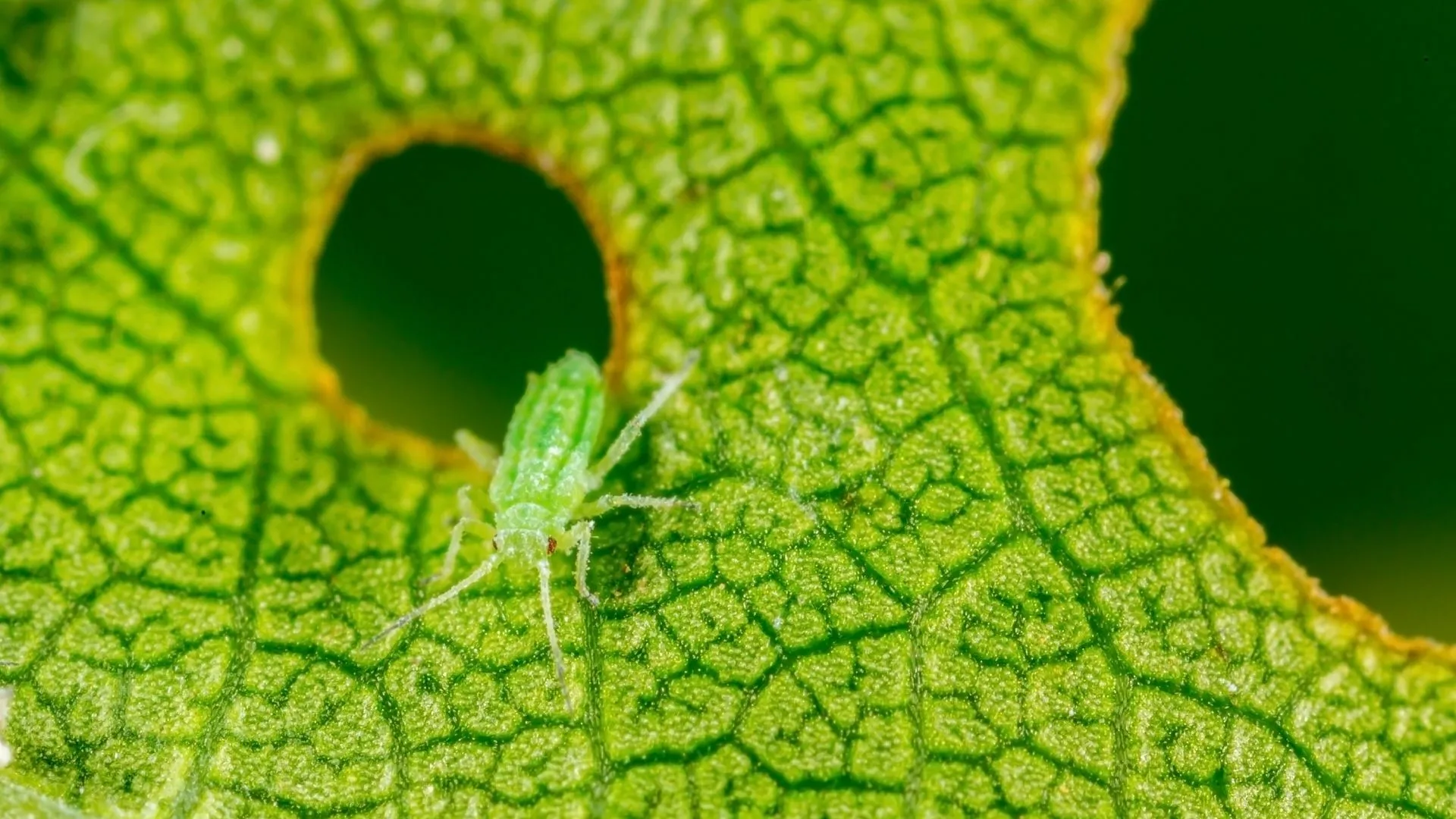 Brace Yourself for Aphid Season - Protect Your Lawn & Landscape!