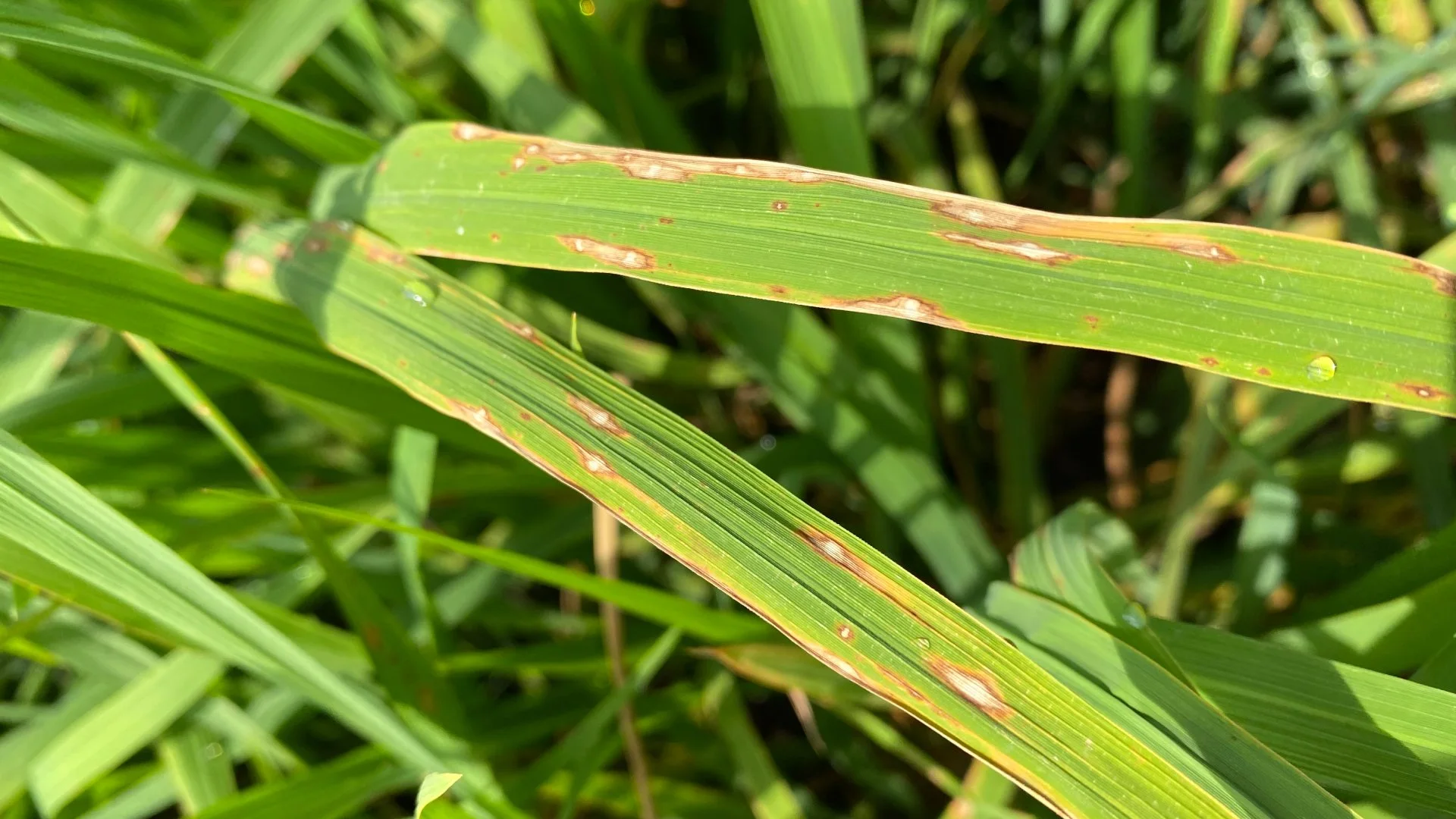Ascochyta leaf blight found in client's lawn in Des Moines, IA.