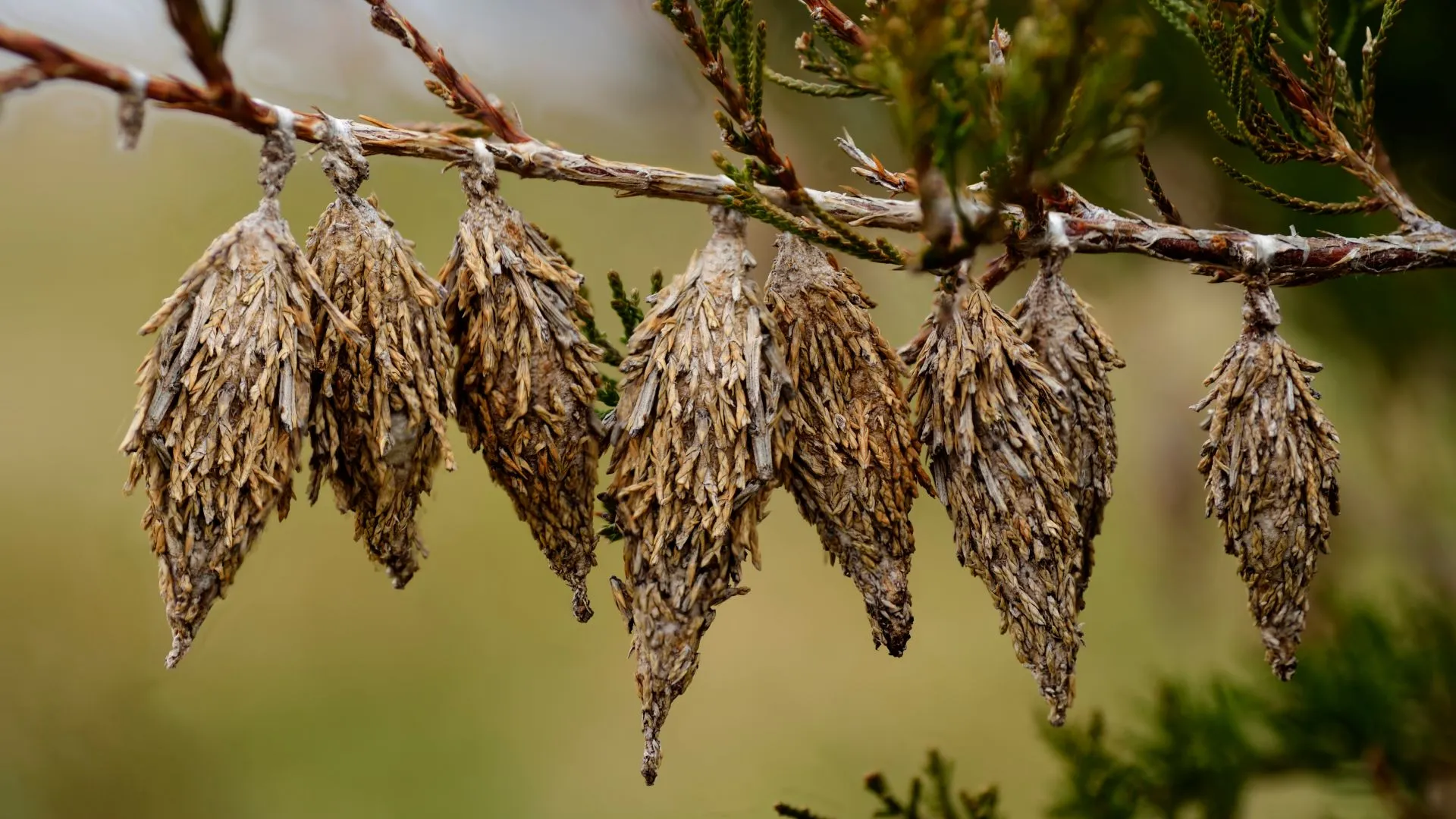 It's That Time of the Year Again – Inspect Your Trees for Bagworms!