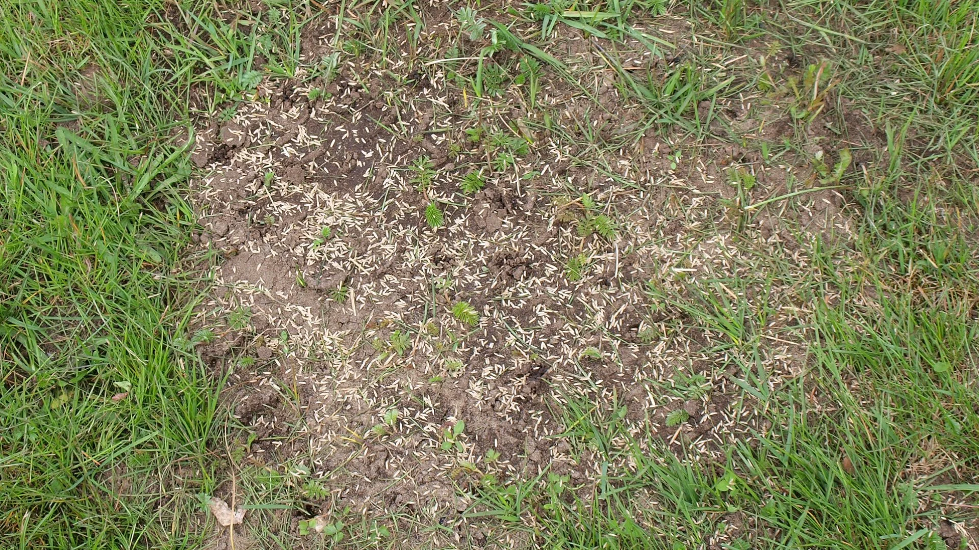 What's the Difference Between Drill Seeding & Overseeding?