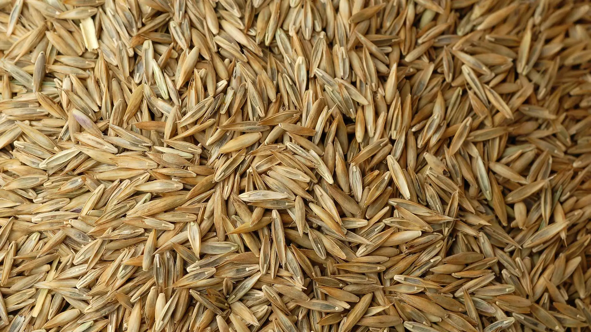 Close up on a pile of grass seeds in Dallas Center, IA.