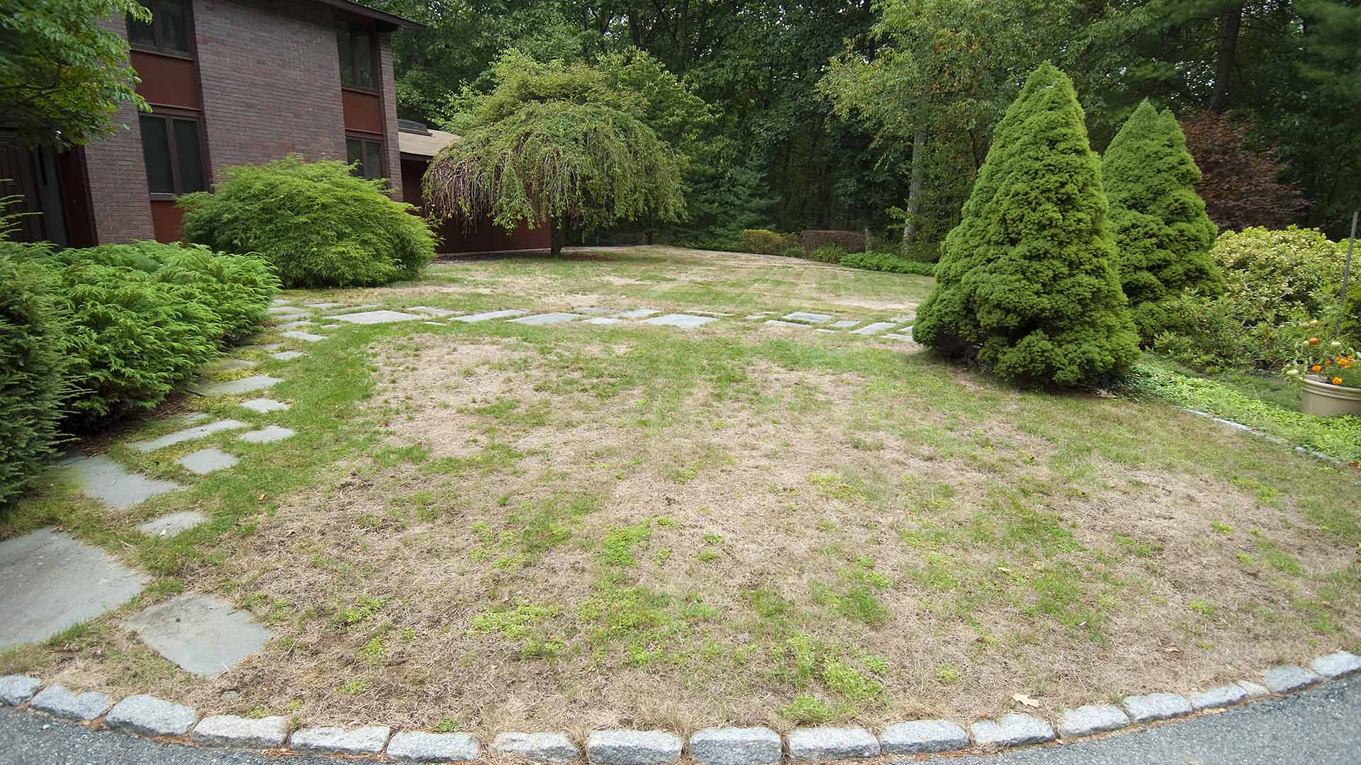 Don’t Try to Treat a Lawn Disease on Your Own! Instead, Call in the Pros!