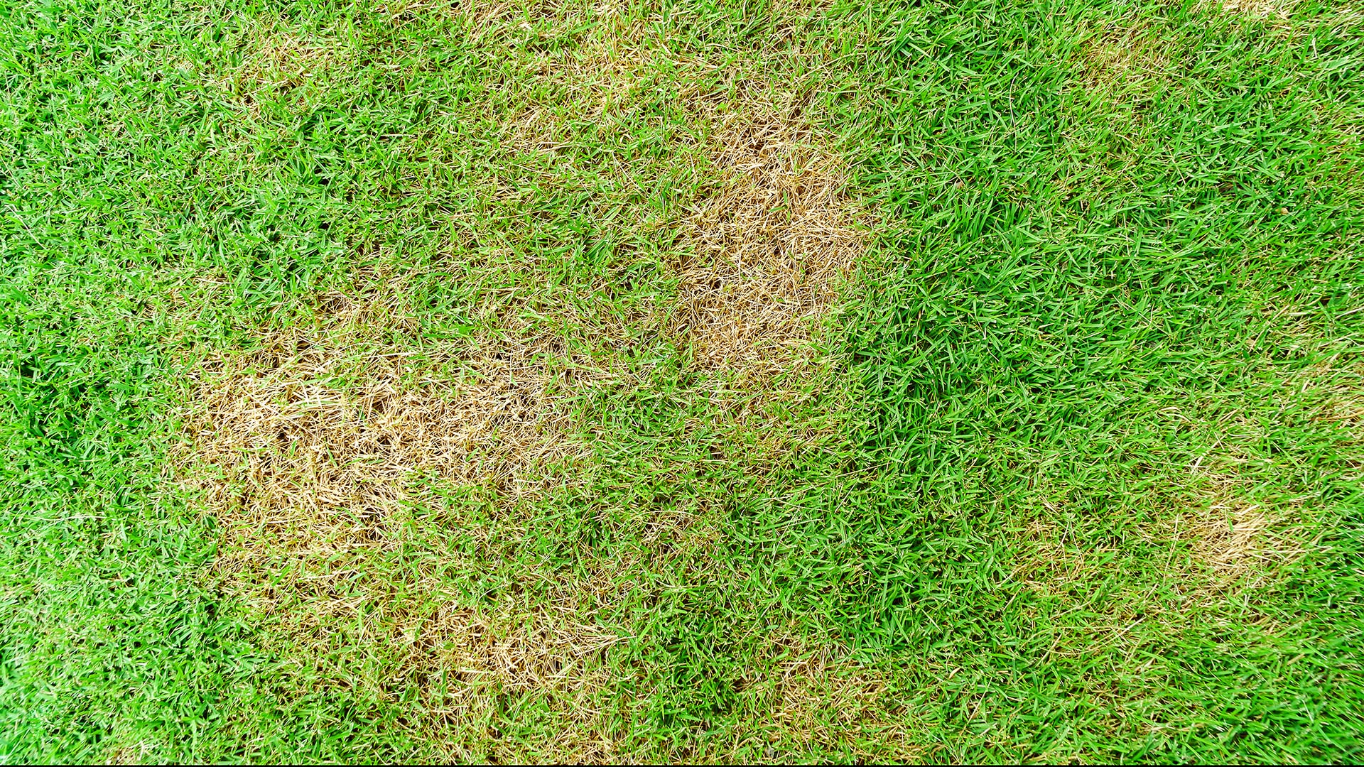 Close up on brown patches on a potential client's lawn in Norwalk, IA. 