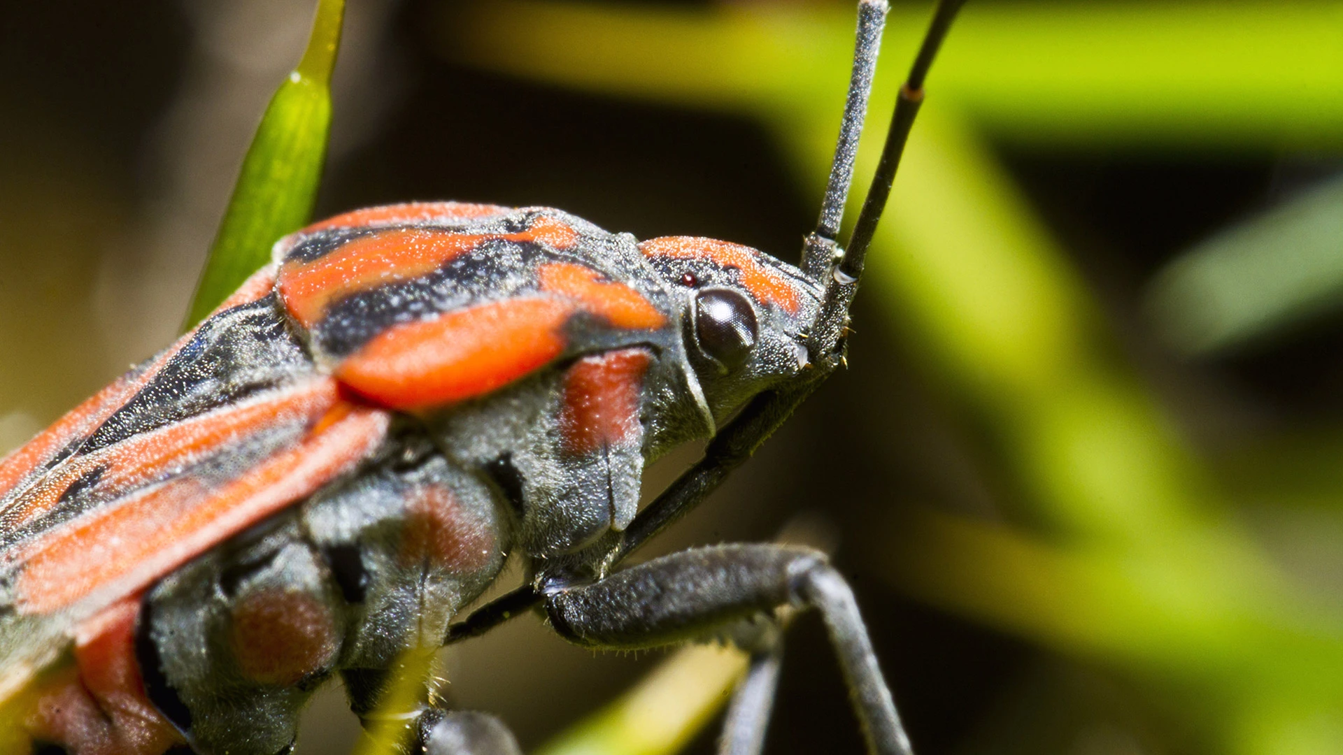 Close up on a chinch bug in Bondurant, IA.