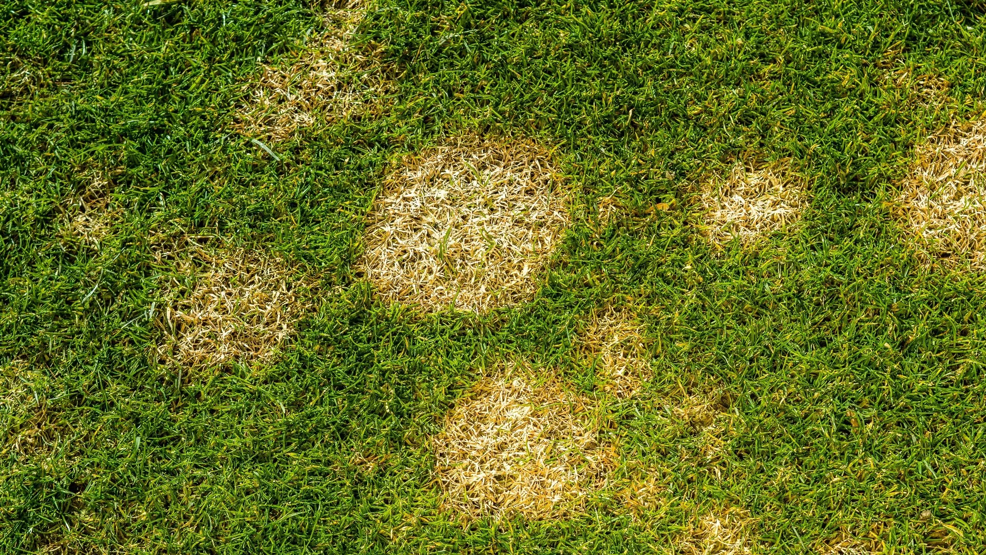 What Conditions Can Lead to Lawn Diseases?