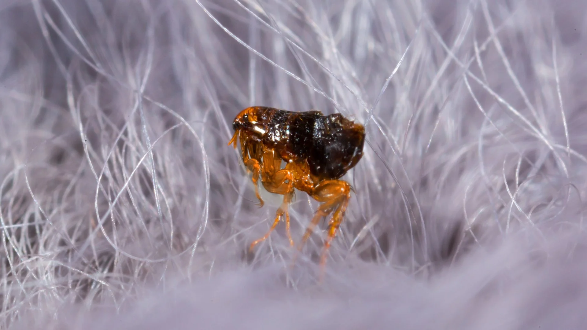 How Can You Protect Your Pets From Fleas?