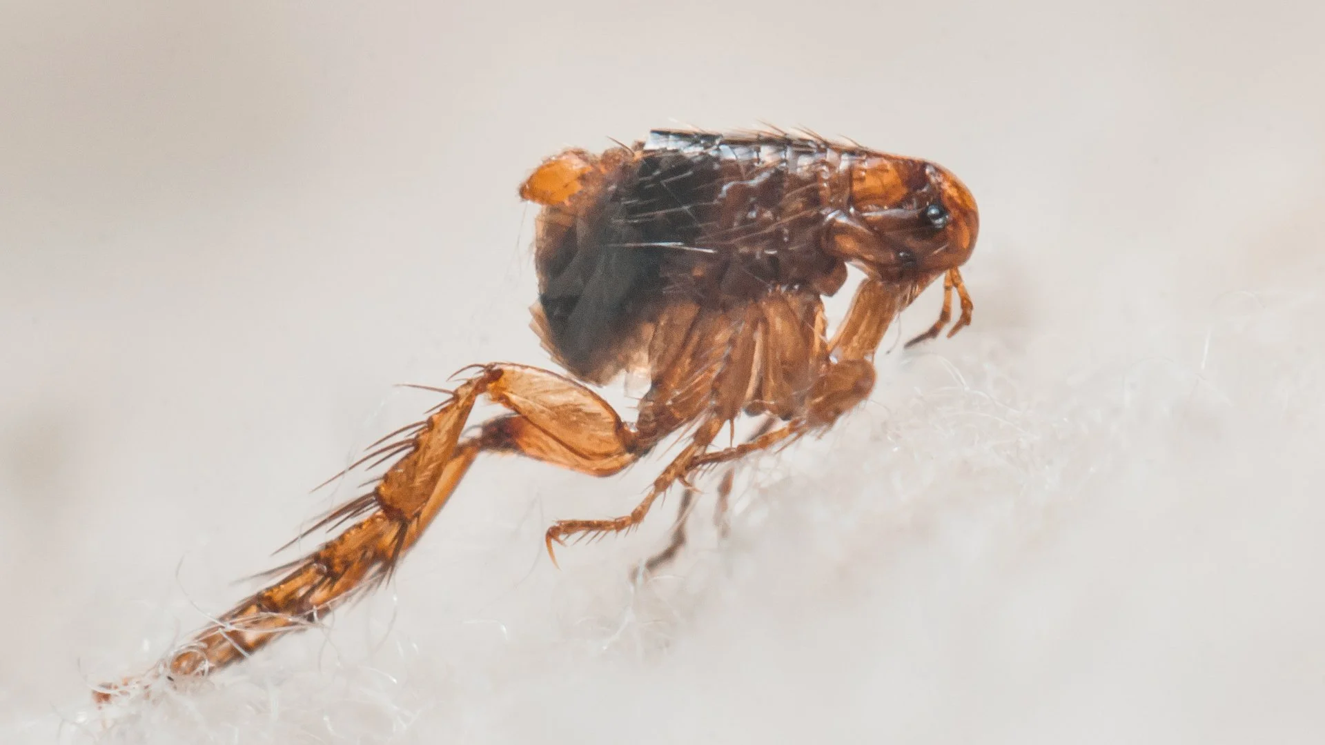 A beautiful rock waterfall professionally installed by our skilled employees at a home in West Des Moines, IA.