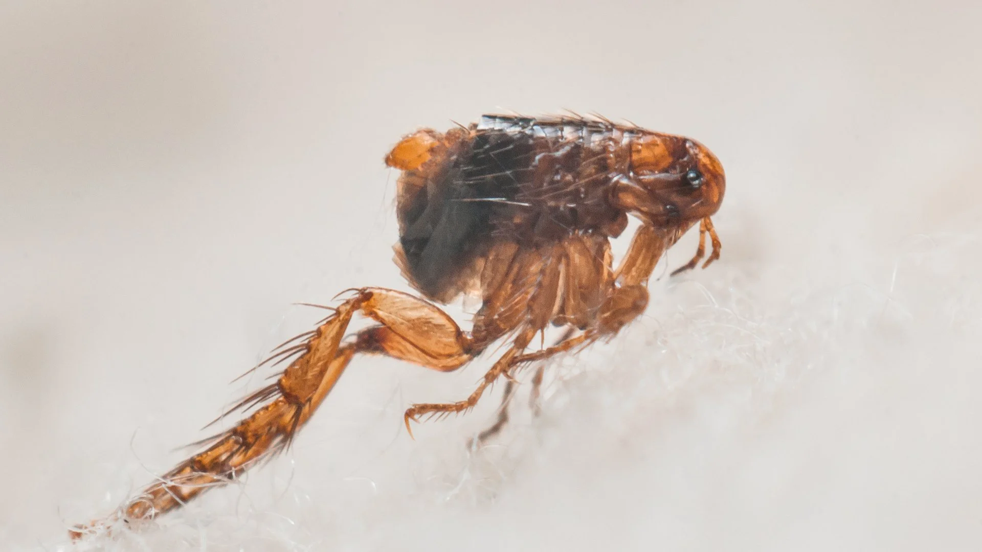 Know the Signs of a Flea Infestation & How to Deal With It