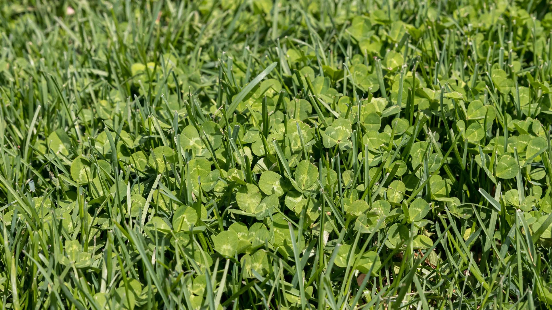 Broadleaf vs Grassy Weeds: How to Identify Both