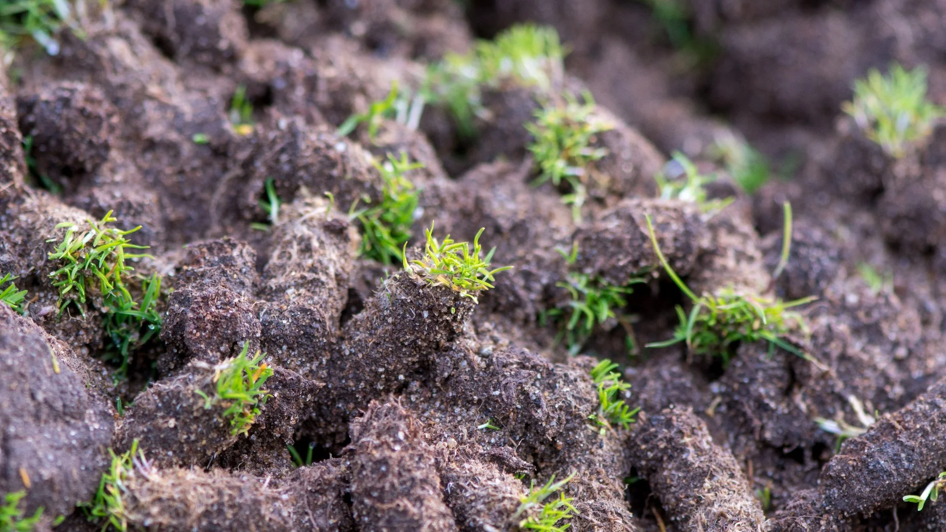 What’s the Best Month to Schedule Core Aeration?