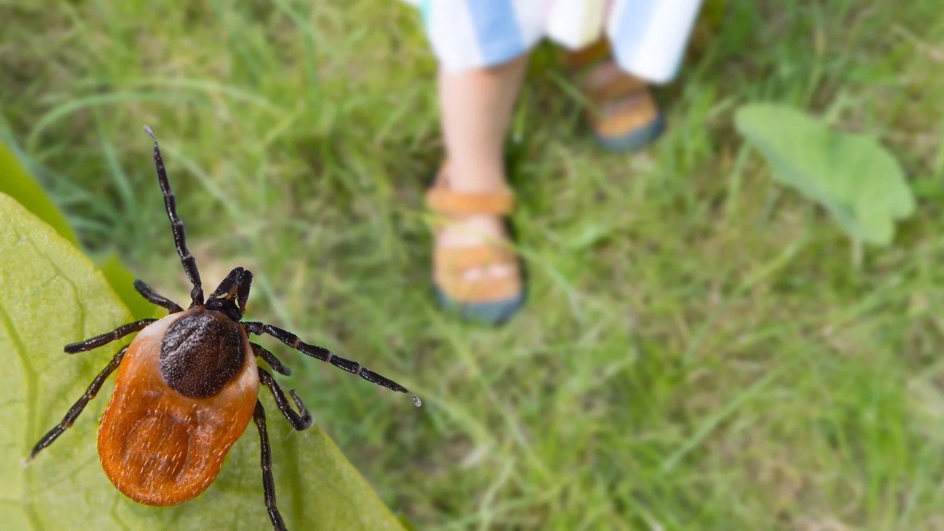 Tick Season Is Here - Mitigate Their Presence on Your Lawn With These 3 Tips