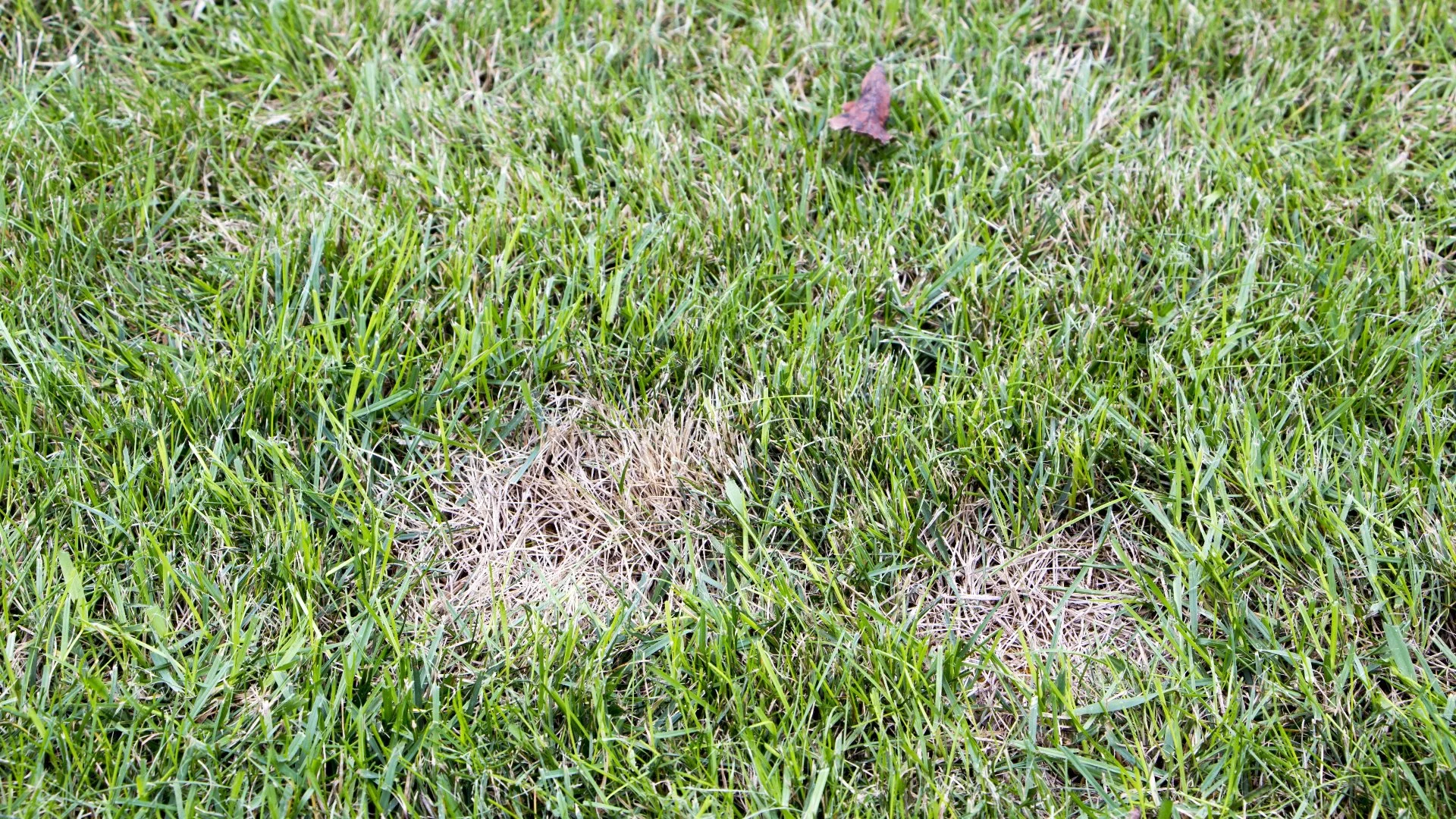 Can Lawn Diseases Go Away Naturally?