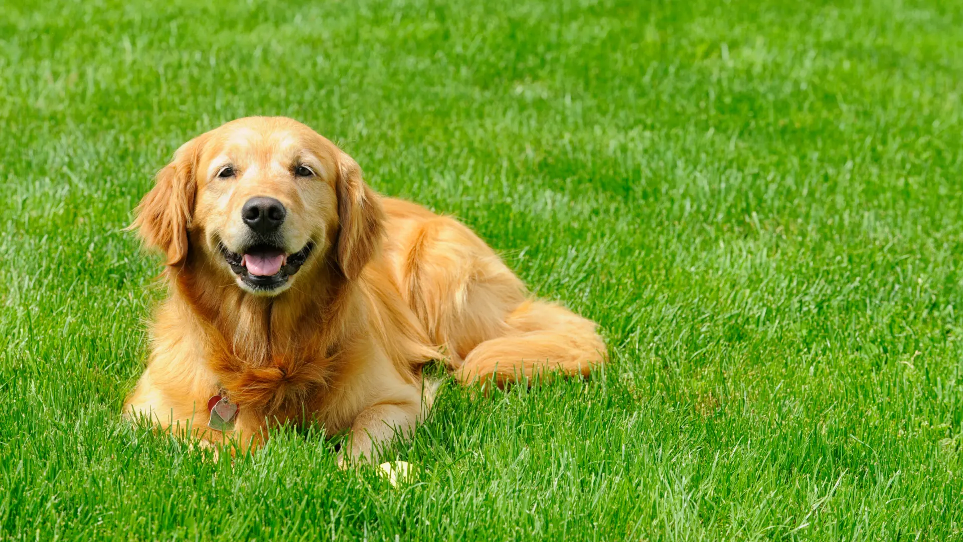 Are Lime Treatments for Lawns Dangerous to Dogs?