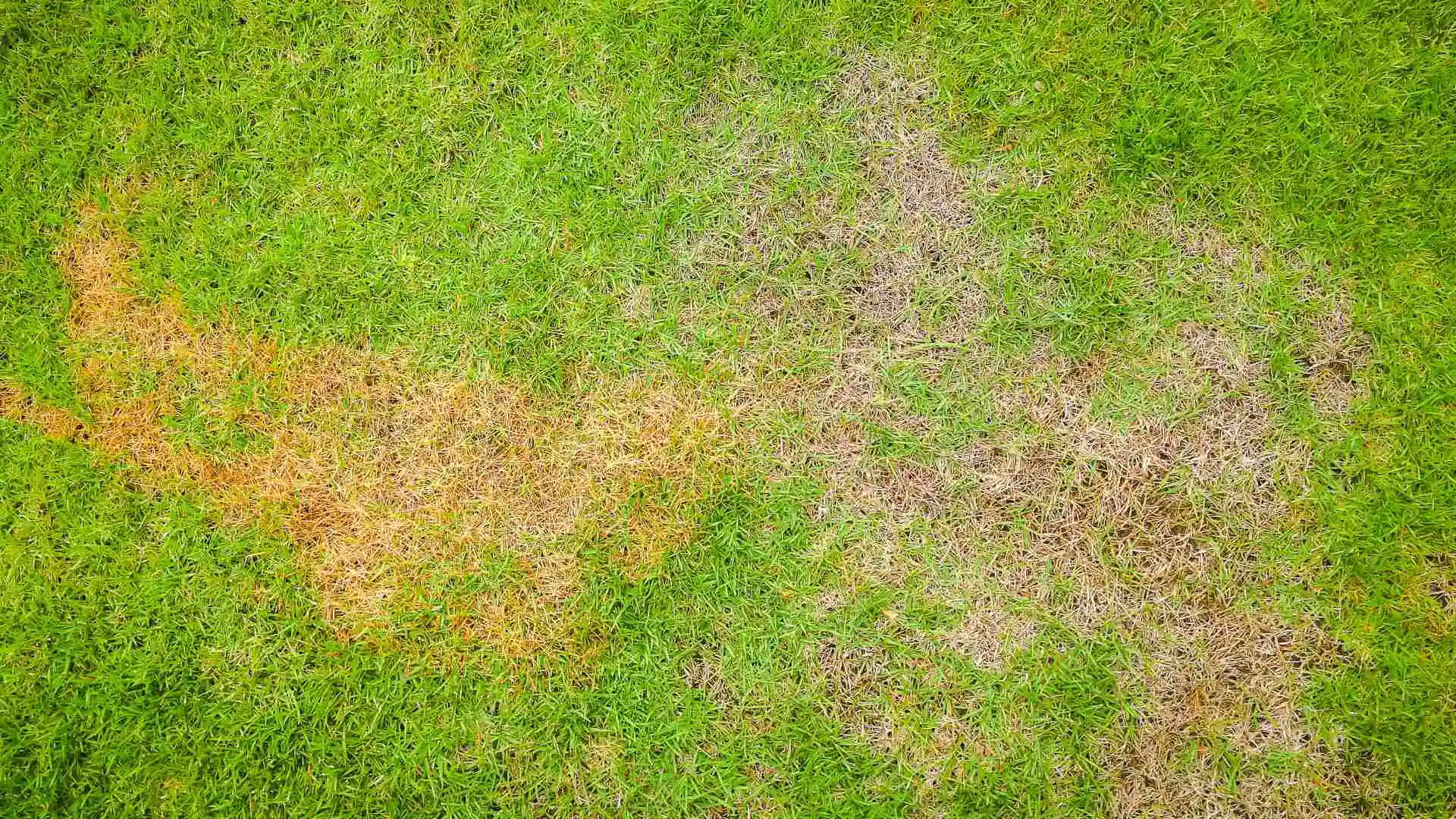 How to Help Your Grass Survive Summer Heat Stress