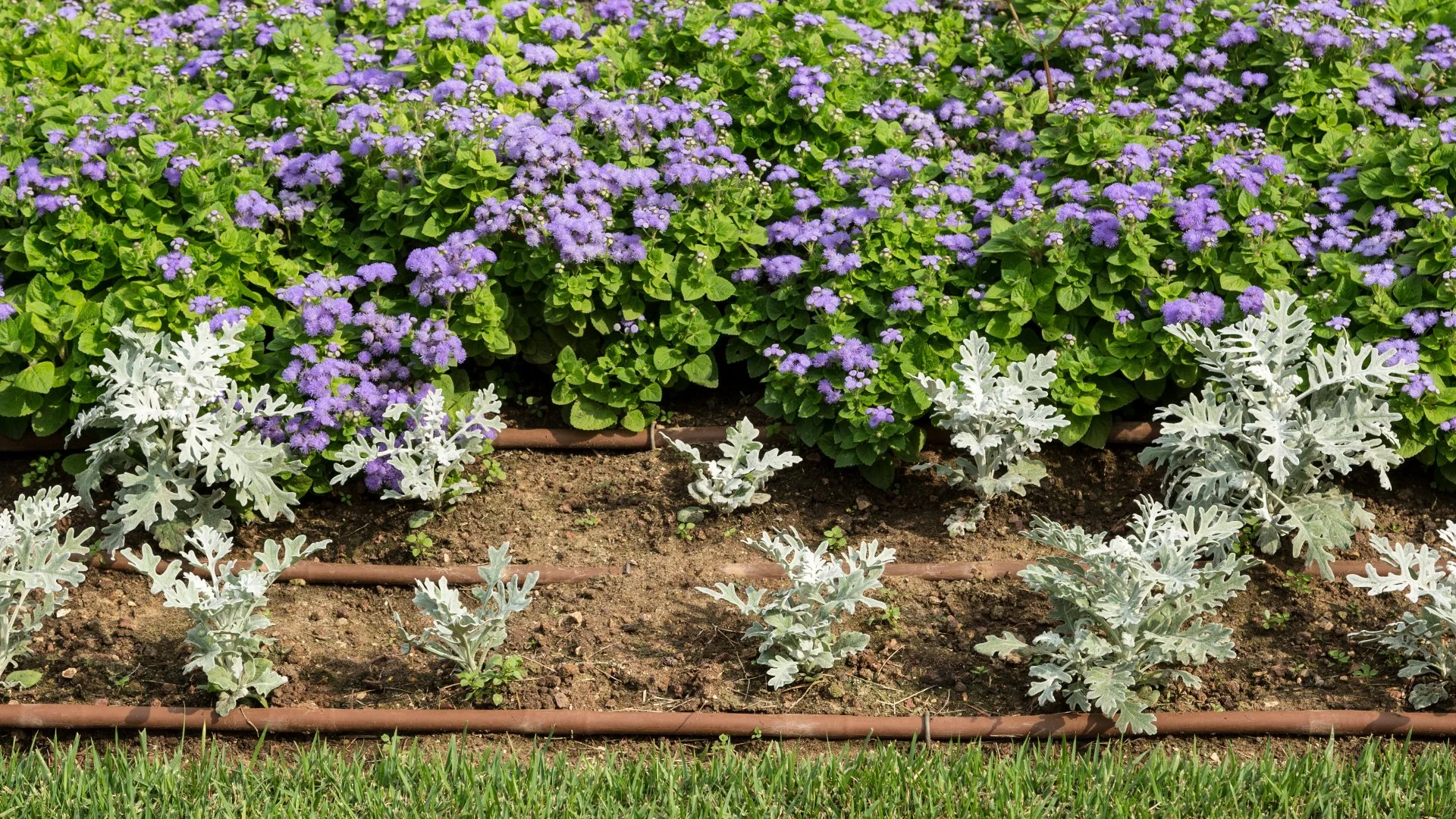 Drip vs Sprinkler Irrigation - Which Is Better for Your Landscape Beds?