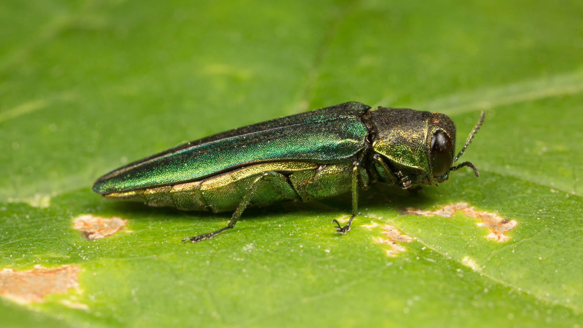 Emerald ash borer insect found in client's property in Urbandale, IA.