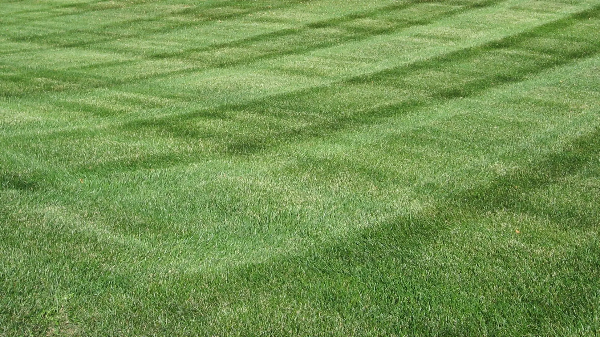 Fertilizing Your Lawn Too Early in Spring Can Be a Waste of Time & Money