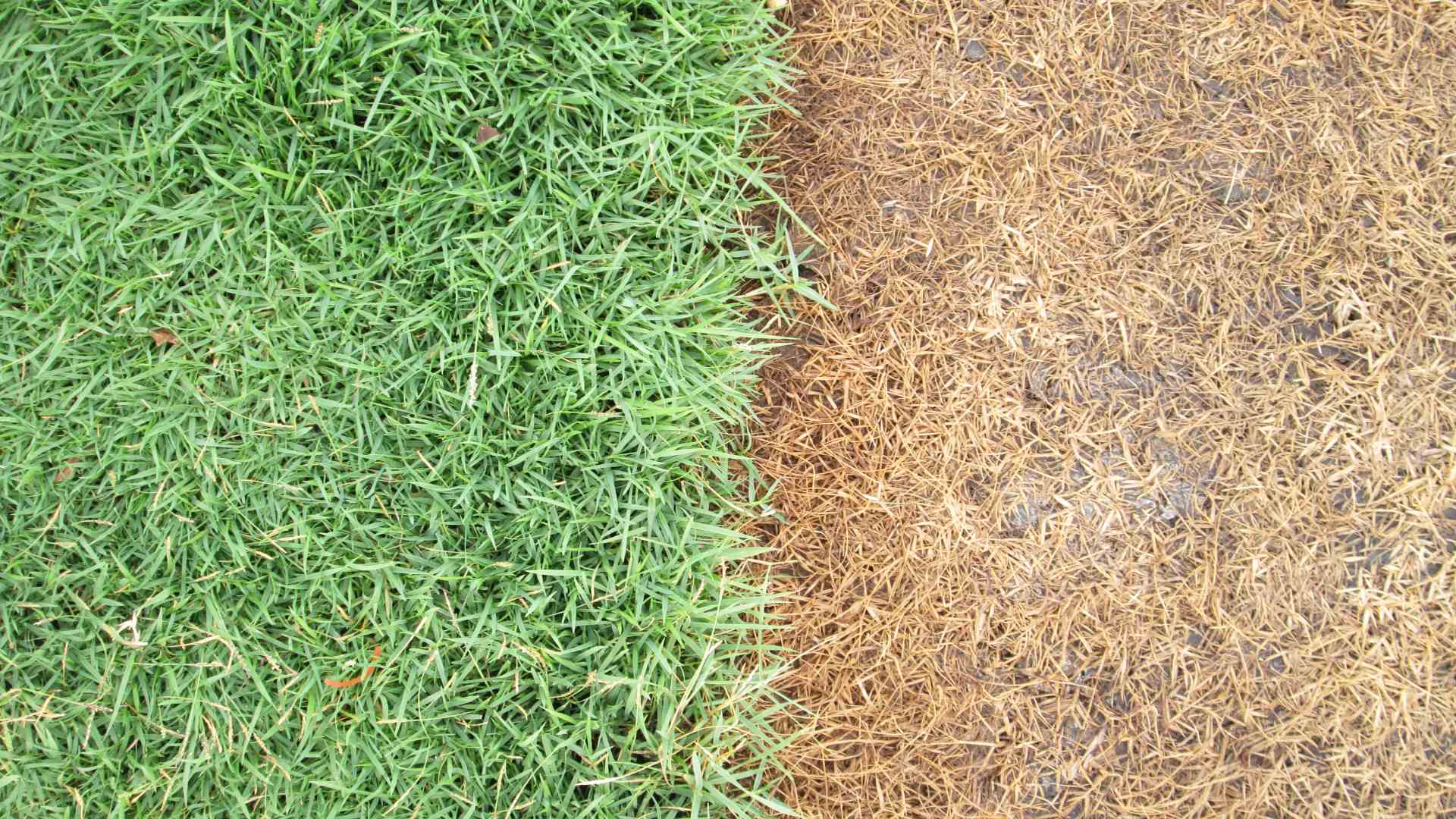 Fertilization & Weed Control: One Without the Other Is a Waste of Money!