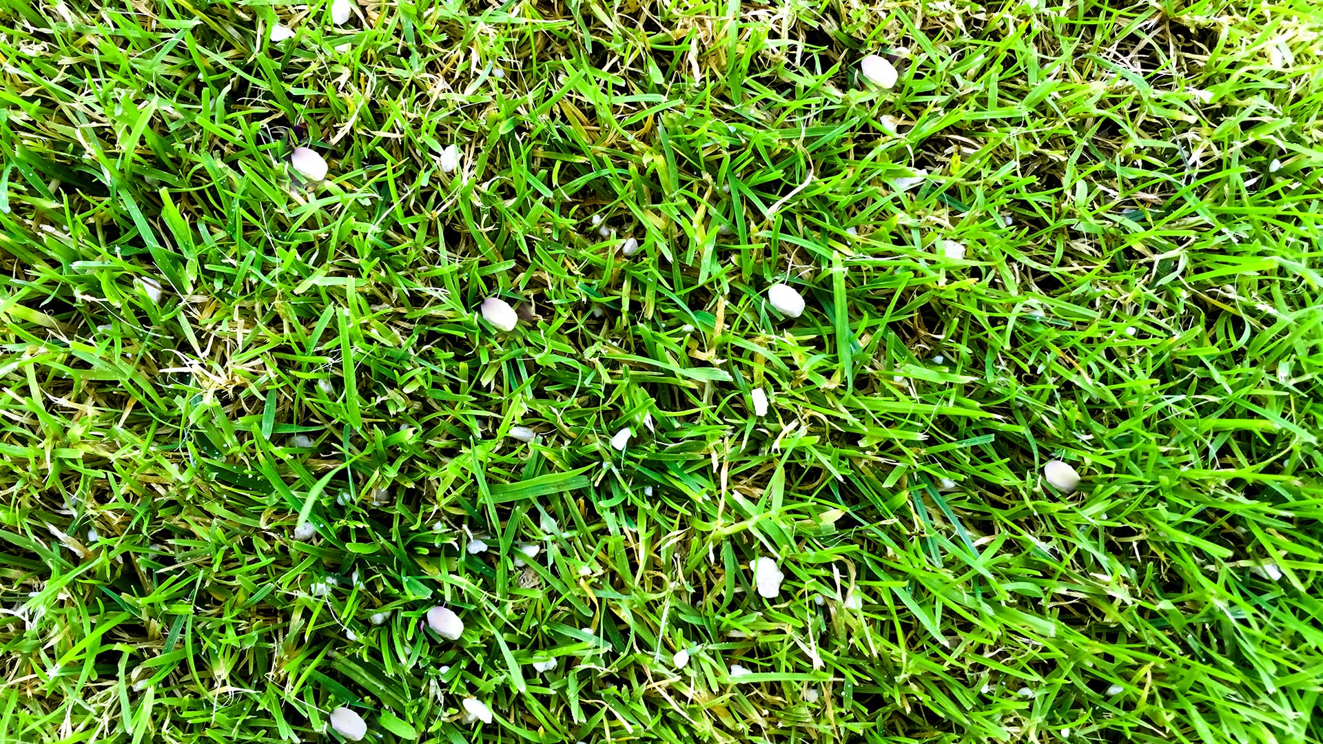 3 Mistakes You Could Make if You Try to Fertilize Your Lawn Yourself