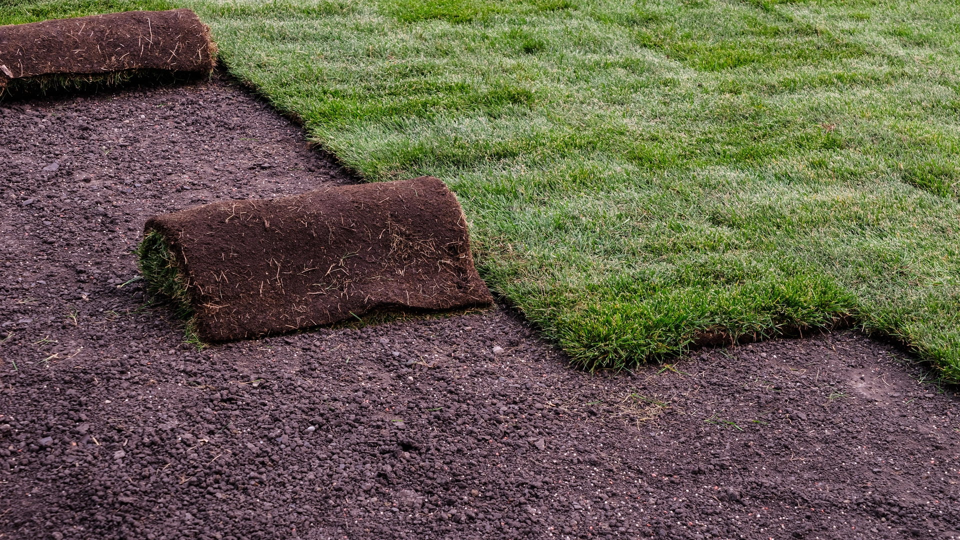 How Often Should You Be Watering Your New Sod?