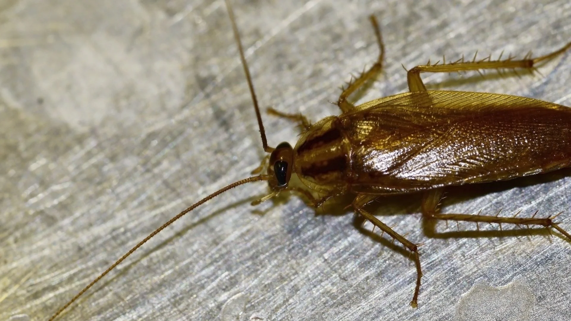 A beautiful rock waterfall professionally installed by our skilled employees at a home in West Des Moines, IA.