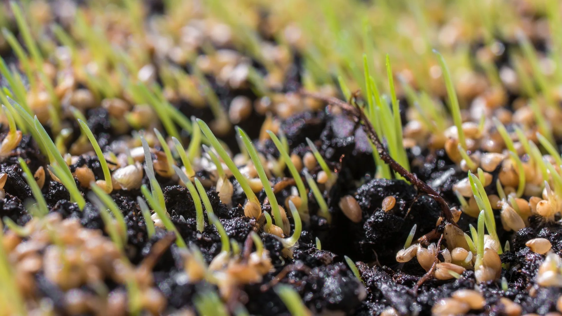 Is It Necessary to Apply Fertilizer After Overseeding Your Lawn?