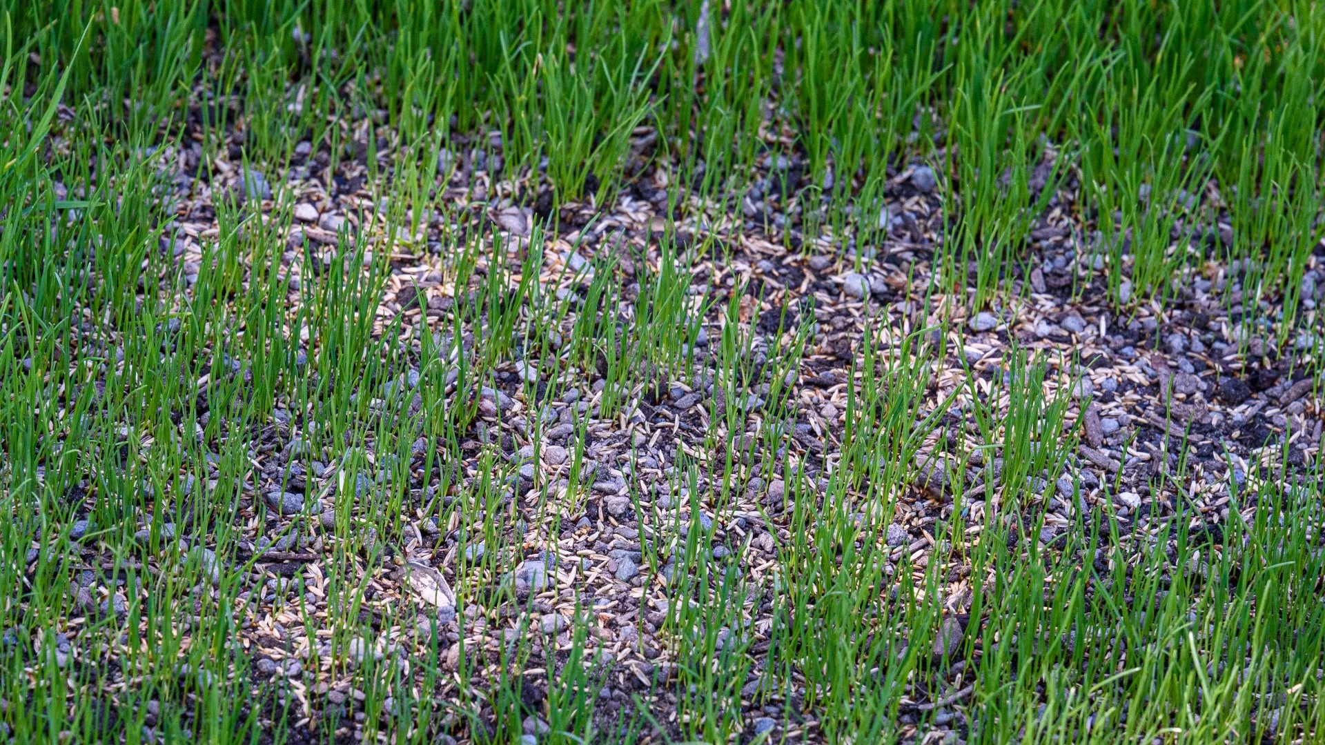 Ensure the Best Results From Overseeding by Preparing Your Lawn First!