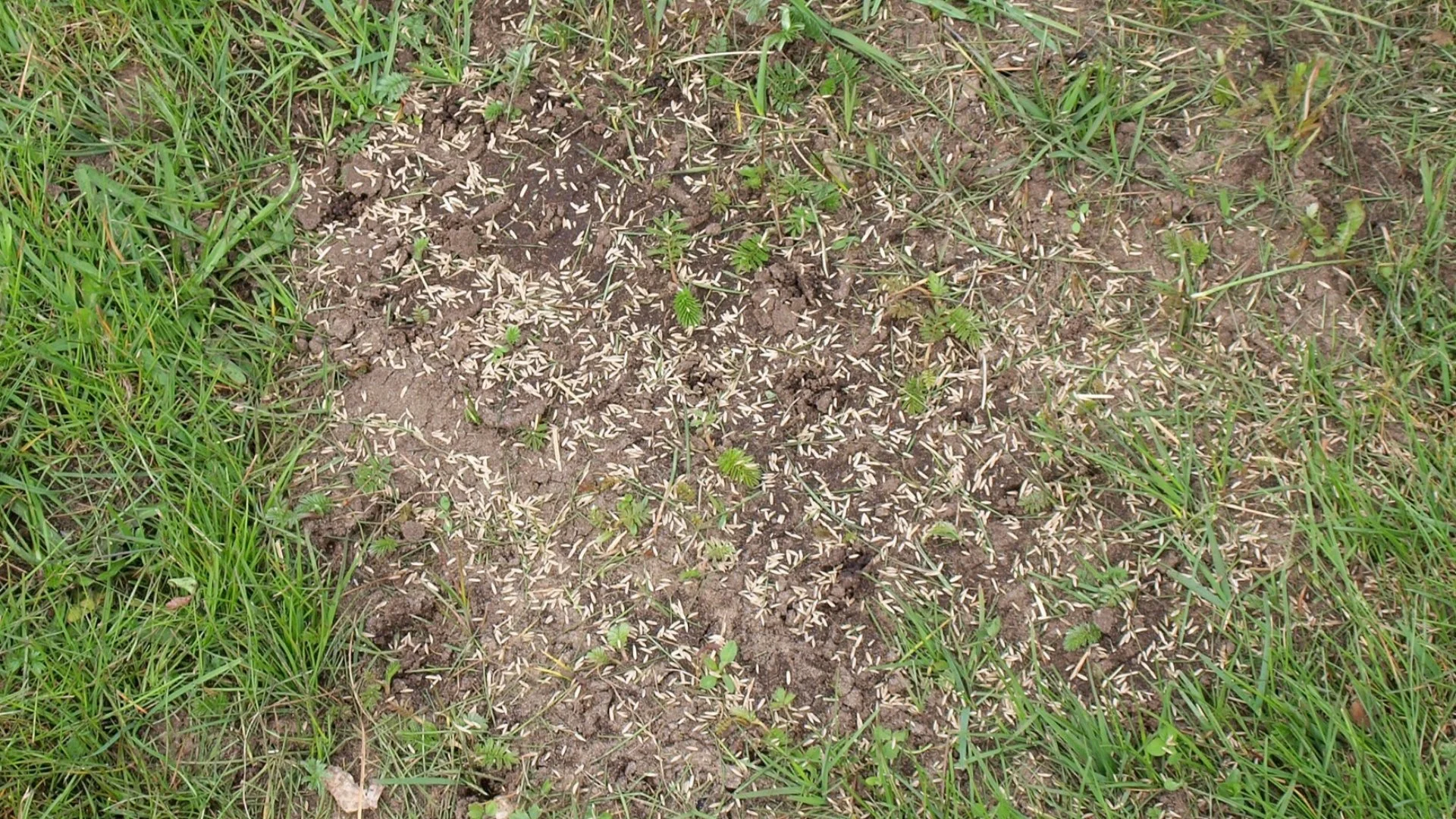 How Much Grass Seed Is Necessary for Overseeding?