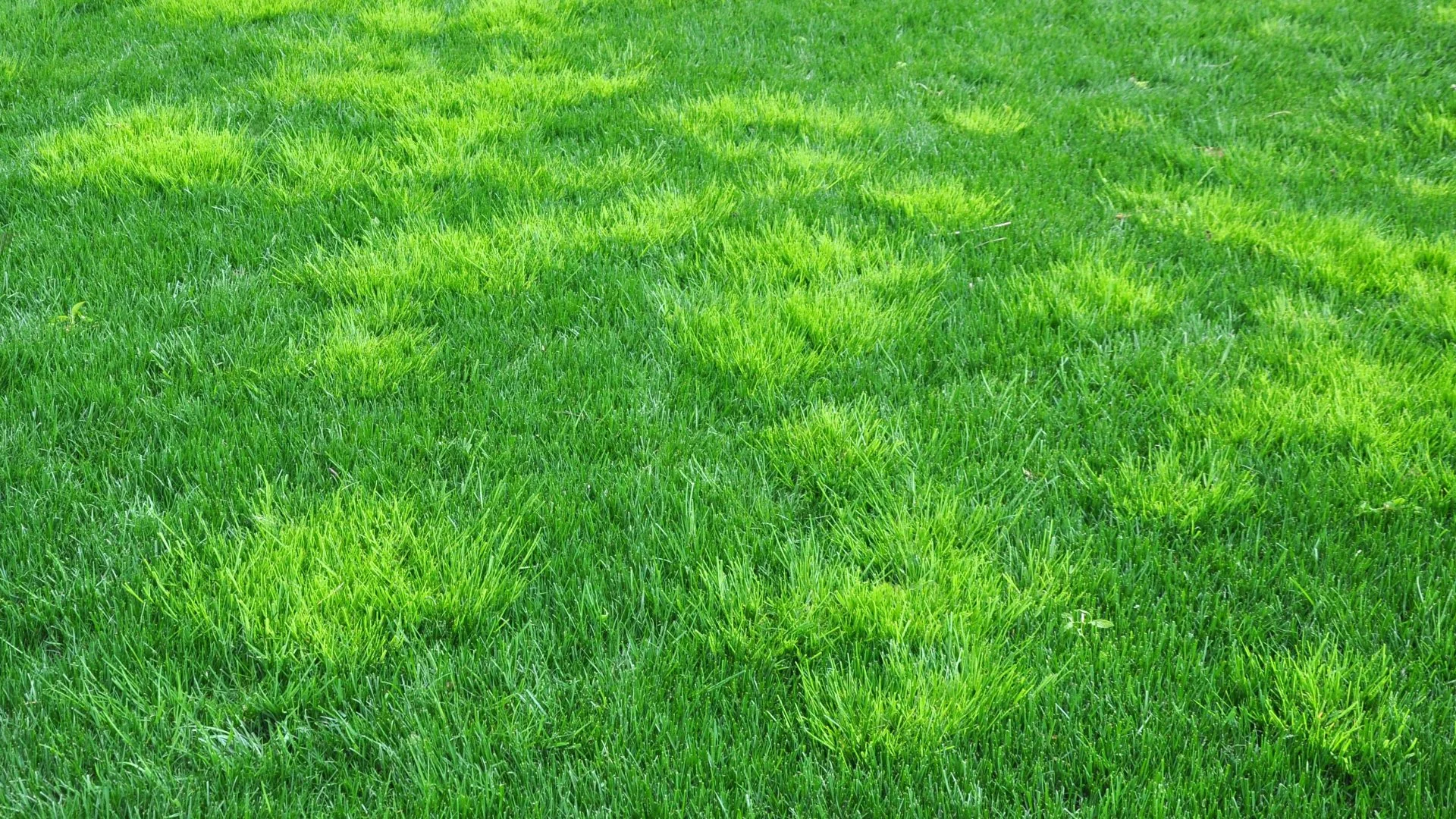 What's the Best Weed Control Treatment Schedule for Lawns in Iowa?