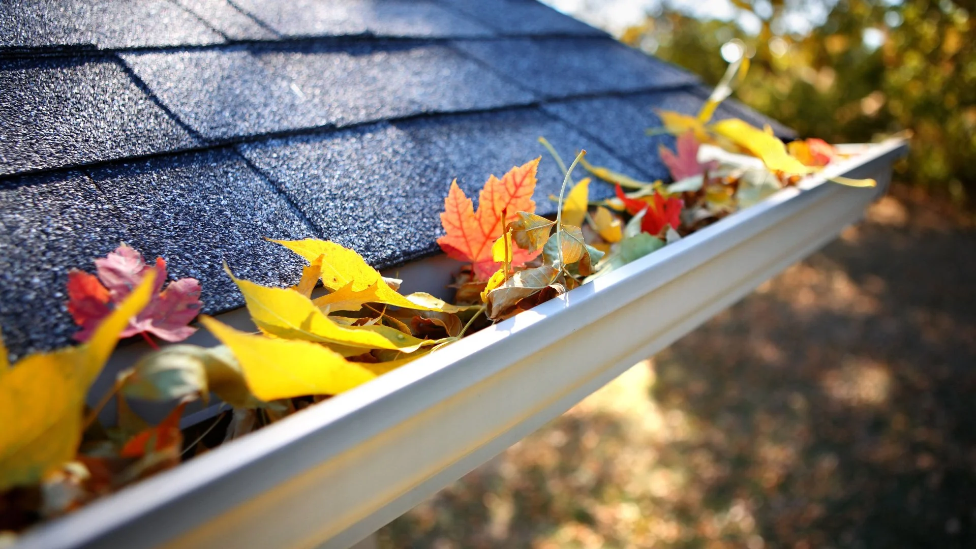 Do Mosquitoes Infest Clogged Gutters?