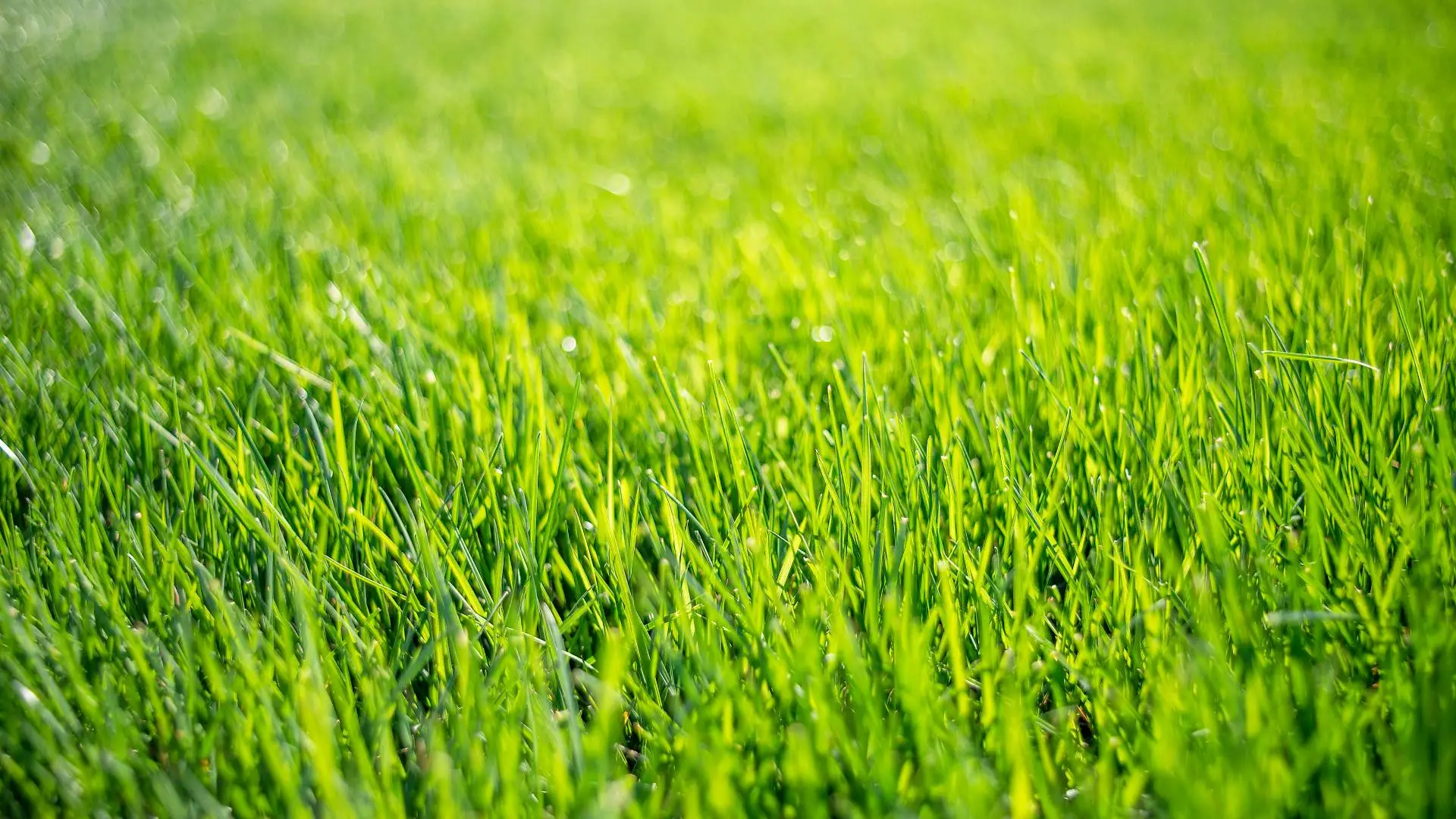 Help Your Lawn Survive the Summer Season With These 3 Lawn Care Services