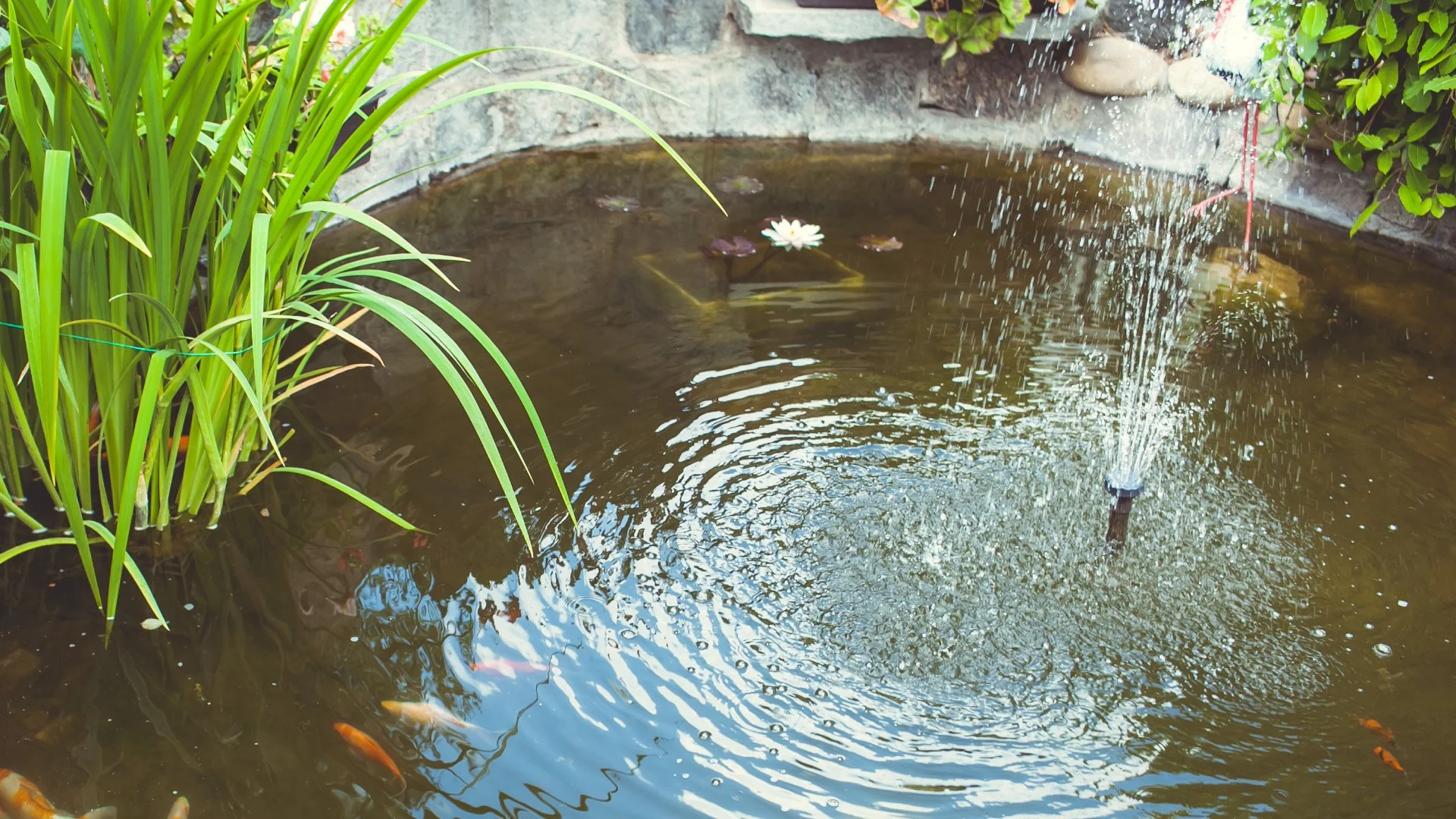 Water feature with a pond and a waterfall at a home in Des Moines, IA.