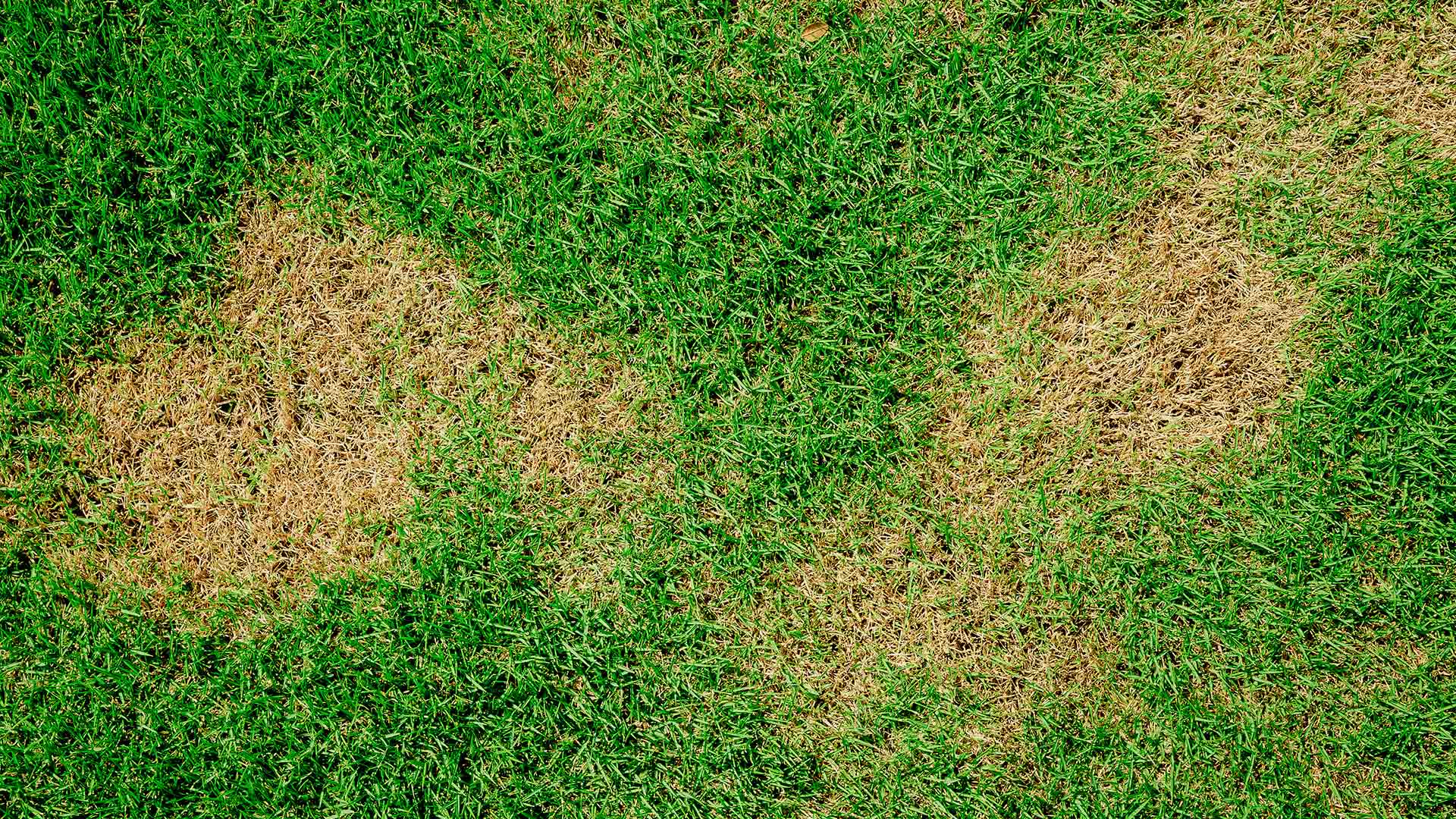 5 Lawn Diseases to Be on the Lookout for in Des Moines, IA
